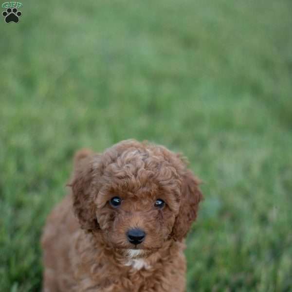 Montana, Mini Goldendoodle Puppy